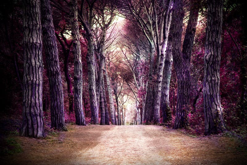 Trajeto na floresta imagens de stock royalty free Trajeto na floresta imagens de stock royalty free