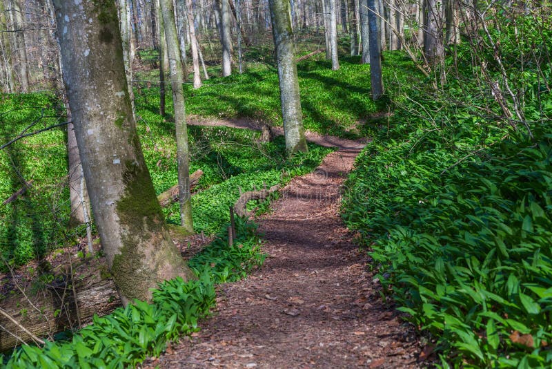 Trajeto na floresta foto de stock
