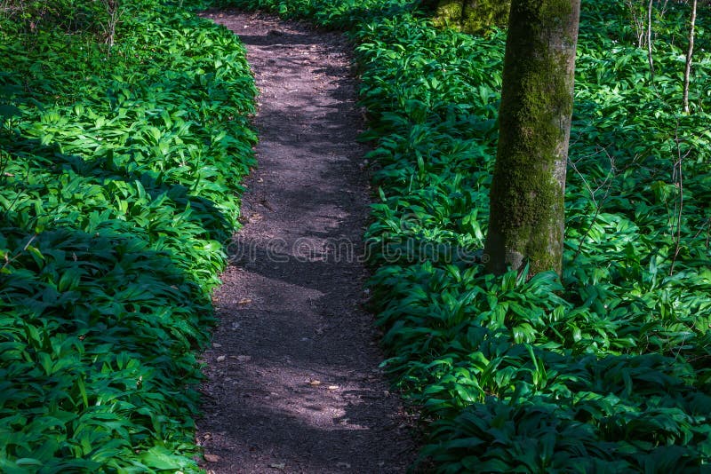 Trajeto na floresta com alho selvagem fotografia de stock