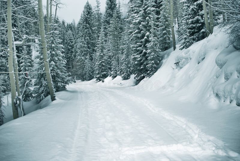 Ski and foot prints trought the snowy forest in vail, colorado. Ski and foot prints trought the snowy forest in vail, colorado