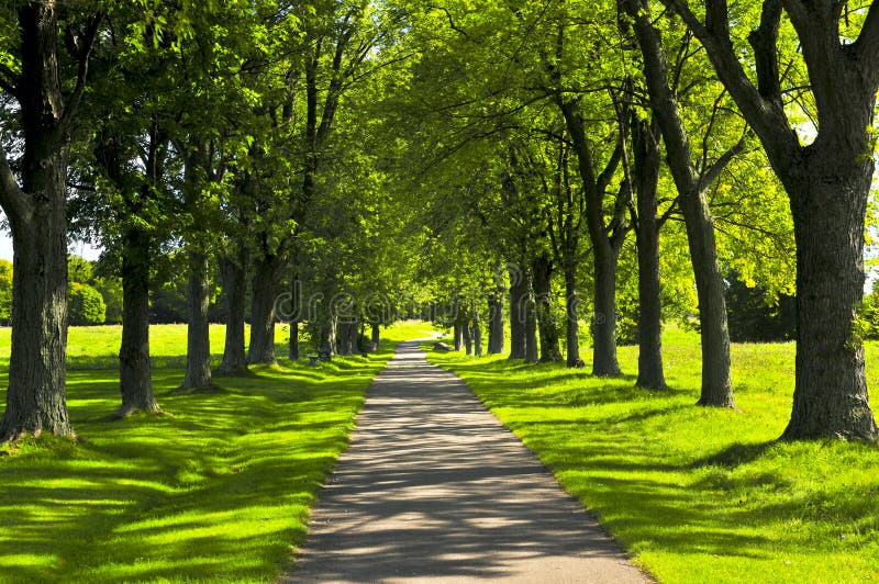 Trajeto no parque verde foto de stock Trajeto no parque verde foto de stock