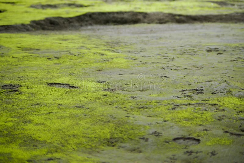 Trajeto à terra com musgo foto de stock