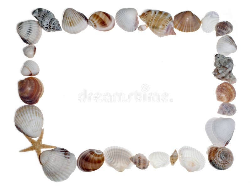 Frame of sea shell on white background. Frame of sea shell on white background