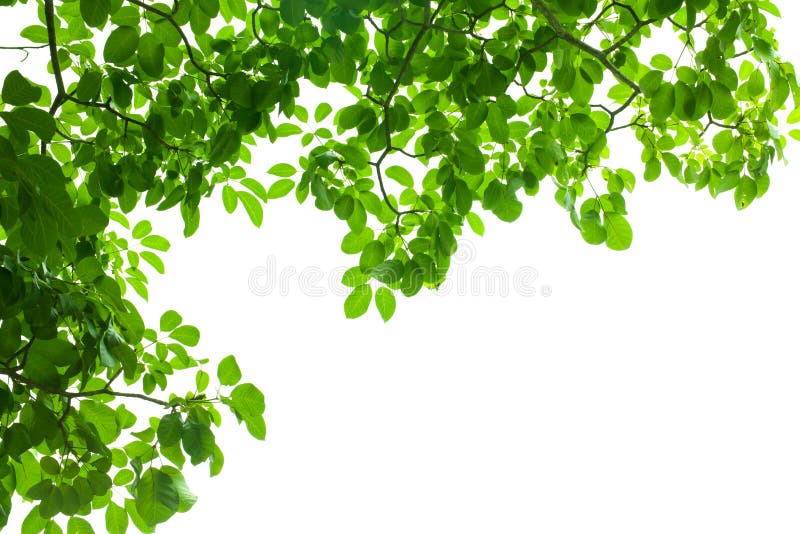 Cadre de feuille verte fraîche image libre de droits