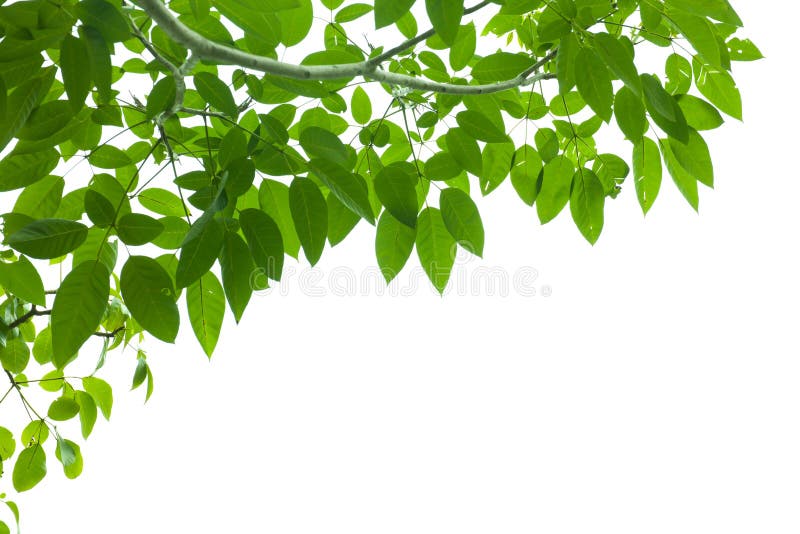 Cadre de feuille verte fraîche photographie stock