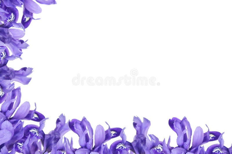Trame pourprée d'iris images libres de droits Trame pourprée d'iris images libres de droits