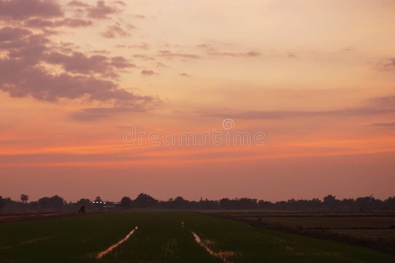 Sunset with the young rice field. Sunset with the young rice field