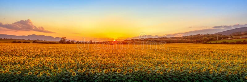 Tramonto con il girasole immagini stock Tramonto con il girasole immagini stock