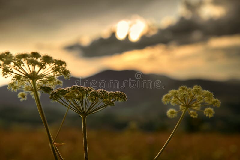 Tramonto d'oro sulle montagne dei carpazi - bellissimi paesaggi estivi, fiori d'occhiello, cielo nuvoloso scuro e sole splendente immagine stock libera da diritti Tramonto d'oro sulle montagne dei carpazi - bellissimi paesaggi estivi, fiori d'occhiello, cielo nuvoloso scuro e sole splendente immagine stock libera da diritti