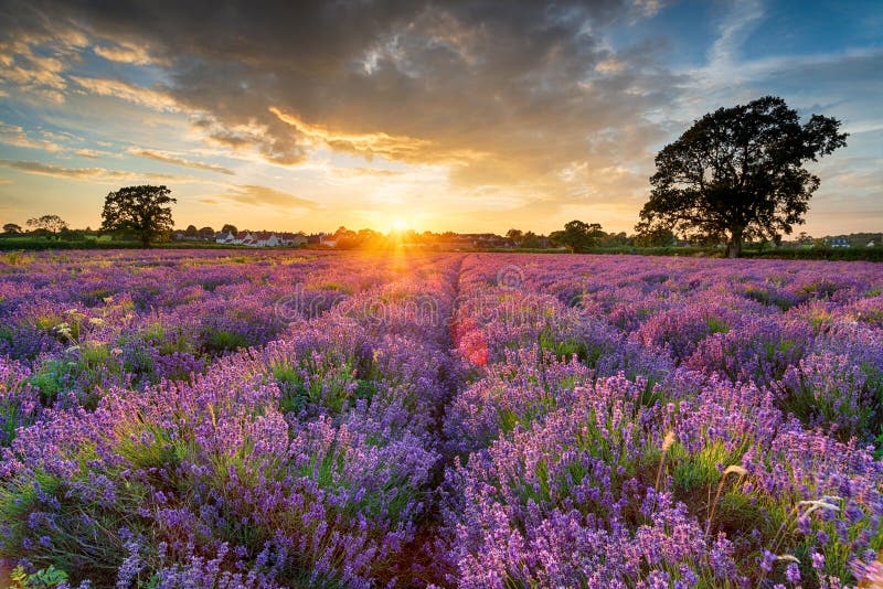 Tramonto di stordimento sopra i campi di lavanda a Somerset fotografie stock Tramonto di stordimento sopra i campi di lavanda a Somerset fotografie stock