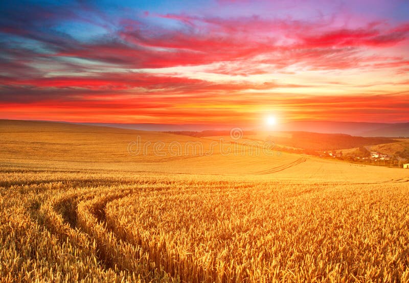 Impressive dramatic sunset over a field of ripe wheat, colorful clouds in the sky, crop season agricultures grain harvest. Impressive dramatic sunset over a field of ripe wheat, colorful clouds in the sky, crop season agricultures grain harvest