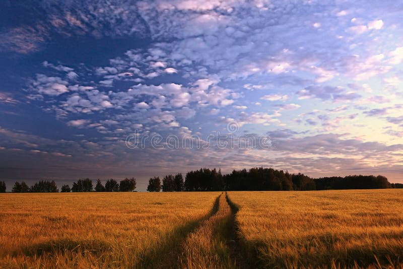 Tramonto fantastico del paesaggio sul giacimento di grano fotografia stock libera da diritti Tramonto fantastico del paesaggio sul giacimento di grano fotografia stock libera da diritti
