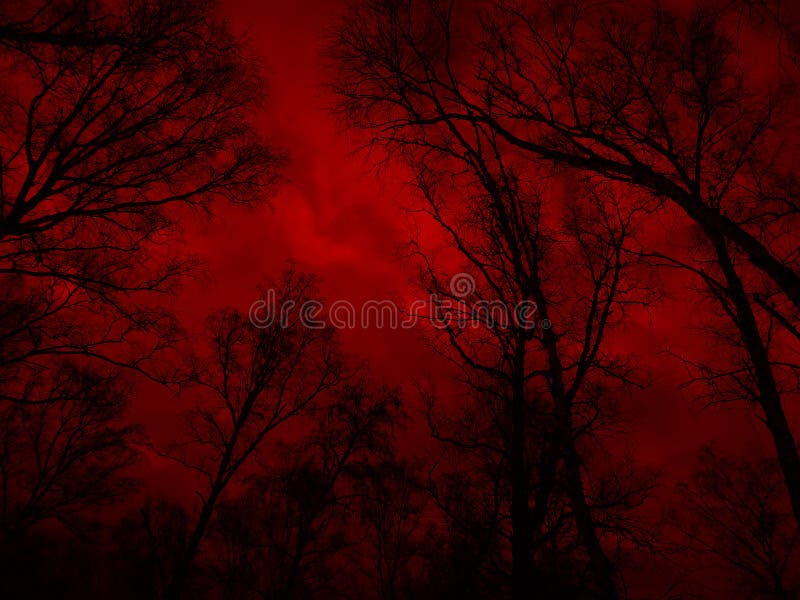 Bloody sunset in the forest. Black silhouettes of tall trees on a red foggy background. Horror mystic occult nightmare creepy fear concept. Gloomy atmosphere. Paranormal supernatural surreal scene. Bloody sunset in the forest. Black silhouettes of tall trees on a red foggy background. Horror mystic occult nightmare creepy fear concept. Gloomy atmosphere. Paranormal supernatural surreal scene.