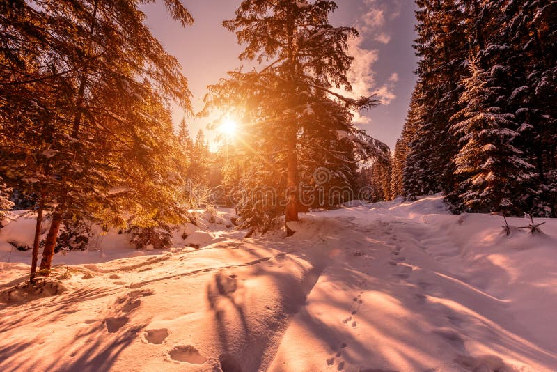 Tramonto invernale meraviglioso alla foresta della montagna che stupisce, scena pittoresca Sera di festa Retro stile immagine stock Tramonto invernale meraviglioso alla foresta della montagna che stupisce, scena pittoresca Sera di festa Retro stile immagine stock