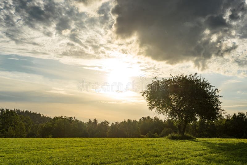 Tramonto o alba in Forest Landscape Sole di Sun con i raggi naturali di Sun e di luce solare attraverso gli alberi di legni nella fotografia stock Tramonto o alba in Forest Landscape Sole di Sun con i raggi naturali di Sun e di luce solare attraverso gli alberi di legni nella fotografia stock