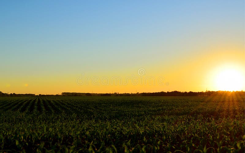 Tramonto su un campo delle barbabietole immagine stock Tramonto su un campo delle barbabietole immagine stock