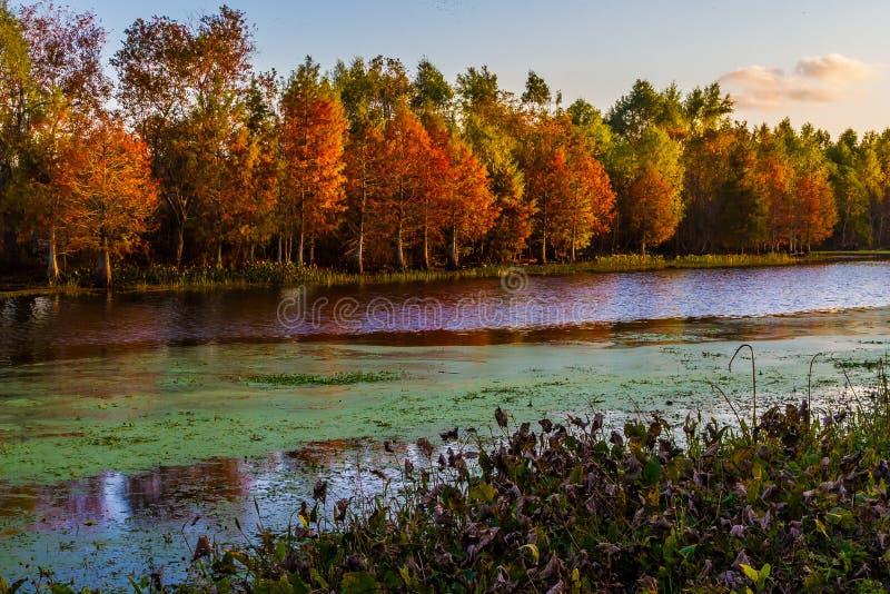Tramonto sul fogliame di caduta luminoso degli alberi di Cypress fotografia stock libera da diritti Tramonto sul fogliame di caduta luminoso degli alberi di Cypress fotografia stock libera da diritti