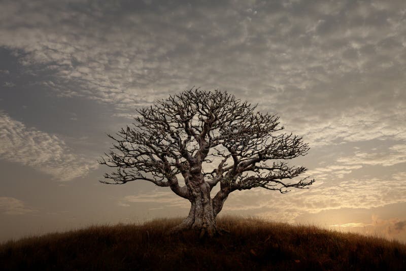 Silhouette of a lone barren tree on a hilltop against a surreal sunset sky. Silhouette of a lone barren tree on a hilltop against a surreal sunset sky.