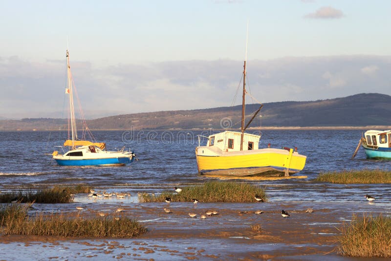 Trampolieri che si alimentano nel fango sul bordo della baia di Morecambe. fotografie stock Trampolieri che si alimentano nel fango sul bordo della baia di Morecambe. fotografie stock