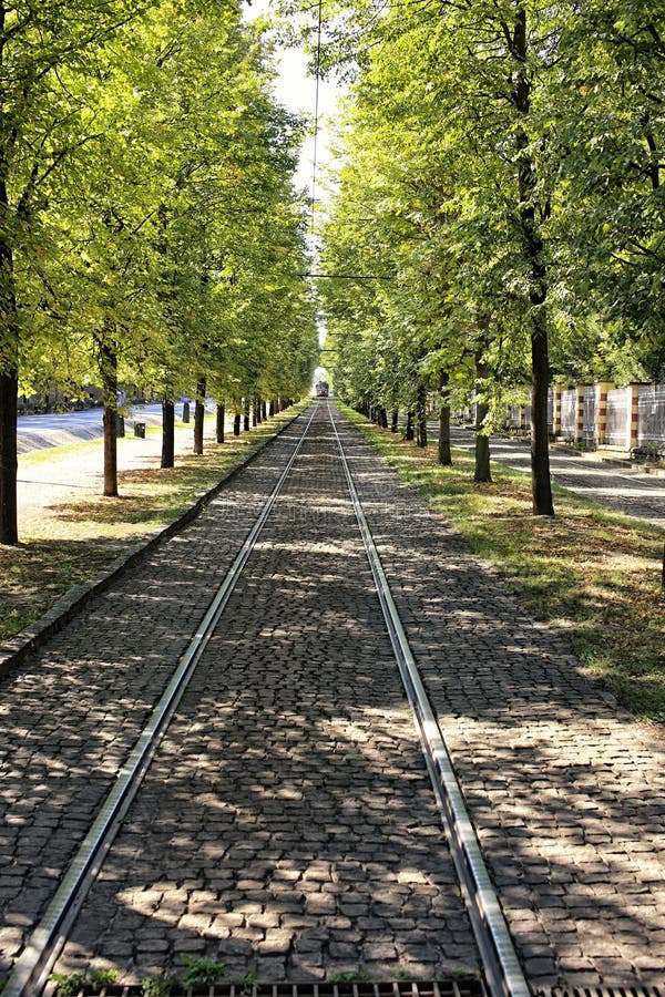 Tramway Track between Trees in Park Stock Photo Image of long, steel
