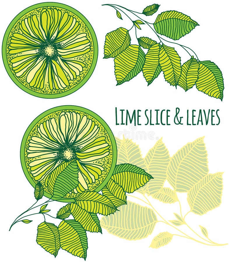Tranche de chaux et illustration de couleur de feuilles illustration libre de droits Tranche de chaux et illustration de couleur de feuilles illustration libre de droits