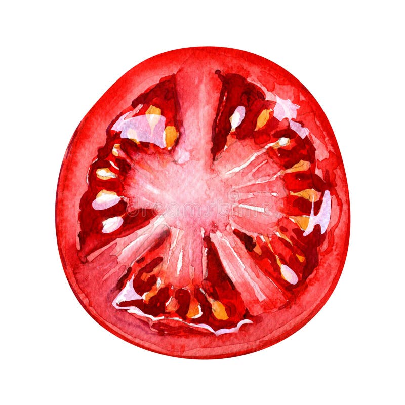 Tranche de tomate d'isolement sur le fond blanc, vue supérieure illustration stock