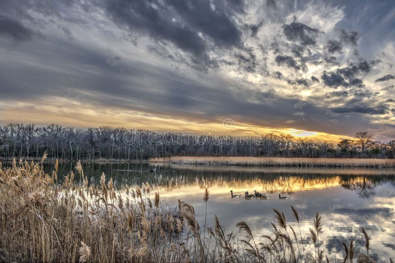 Canada Geese swimming in a Chesapeake Bay pond in Winter at sunset. Canada Geese swimming in a Chesapeake Bay pond in Winter at sunset