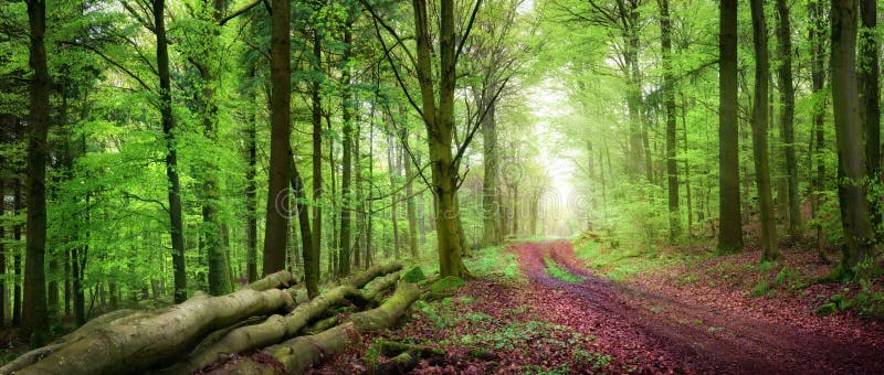 Tranquil forest scenery stock photo. Image of poster - 71864334