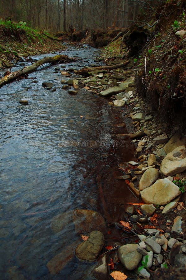 Un flux forestier liniștit în mijlocul unei zone împădurite royalty free stock photo