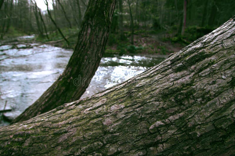 Un flux forestier liniștit în mijlocul unei zone împădurite royalty free stock image