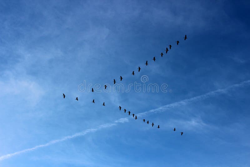 Tranquil image of bright blue skies, jet streams and vee of birds flying South for Winter