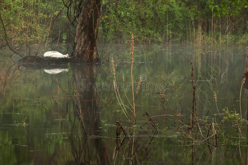 Tranquil Morning