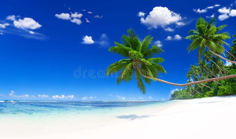 Tranquil Scene Beach with Palm Tree