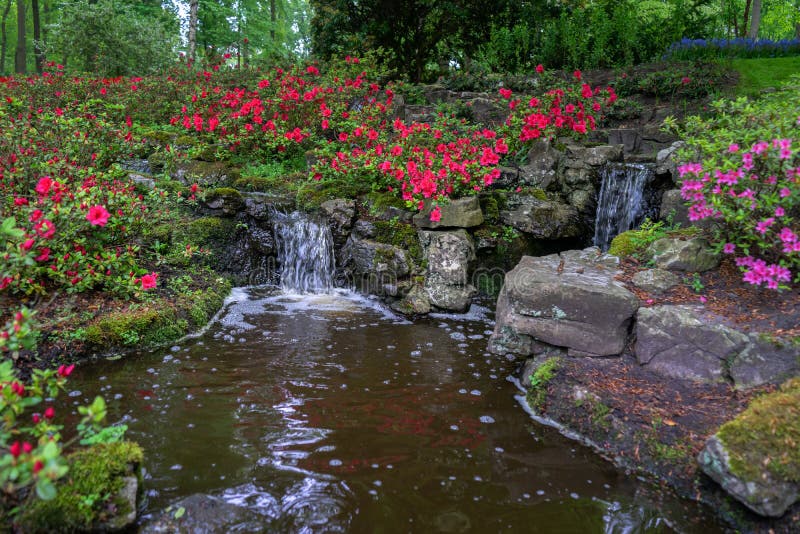 Tranquil water feature in a lush Beautiful green woodland garden with dense foliage and rhododendron flowers royalty free stock images Tranquil water feature in a lush Beautiful green woodland garden with dense foliage and rhododendron flowers royalty free stock images