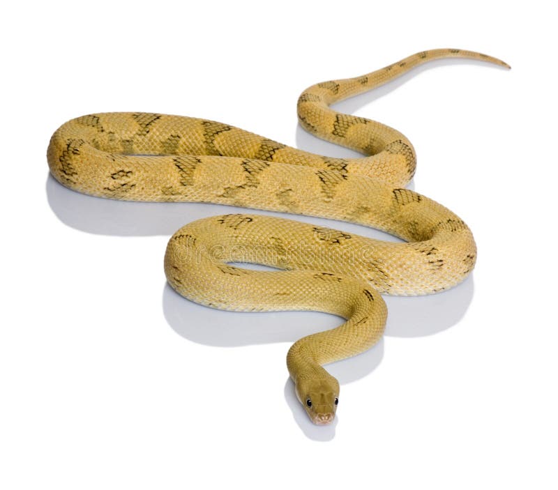 Trans-Pecos rat snake, slithering