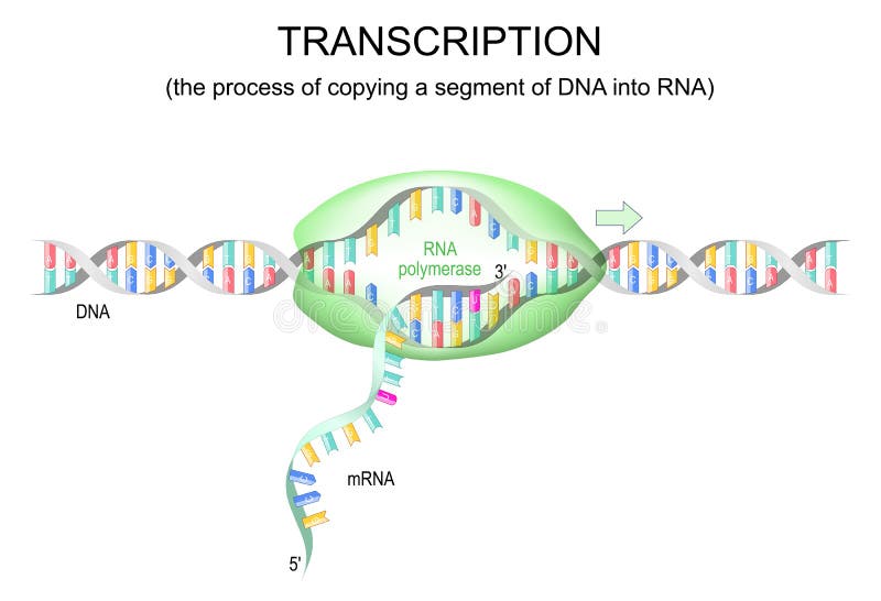 Transcription dna to rna