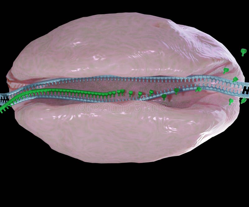 Transcription of genetic material is performed by RNA polymerase royalty free illustration
