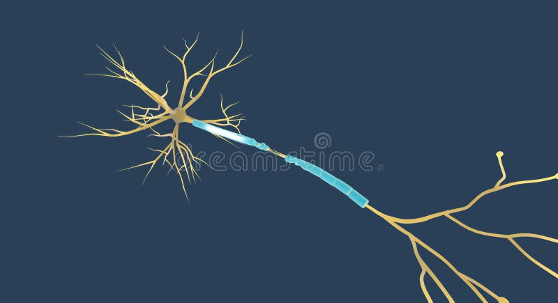 Transected Neurons Stock Illustrations – 4 Transected Neurons Stock ...