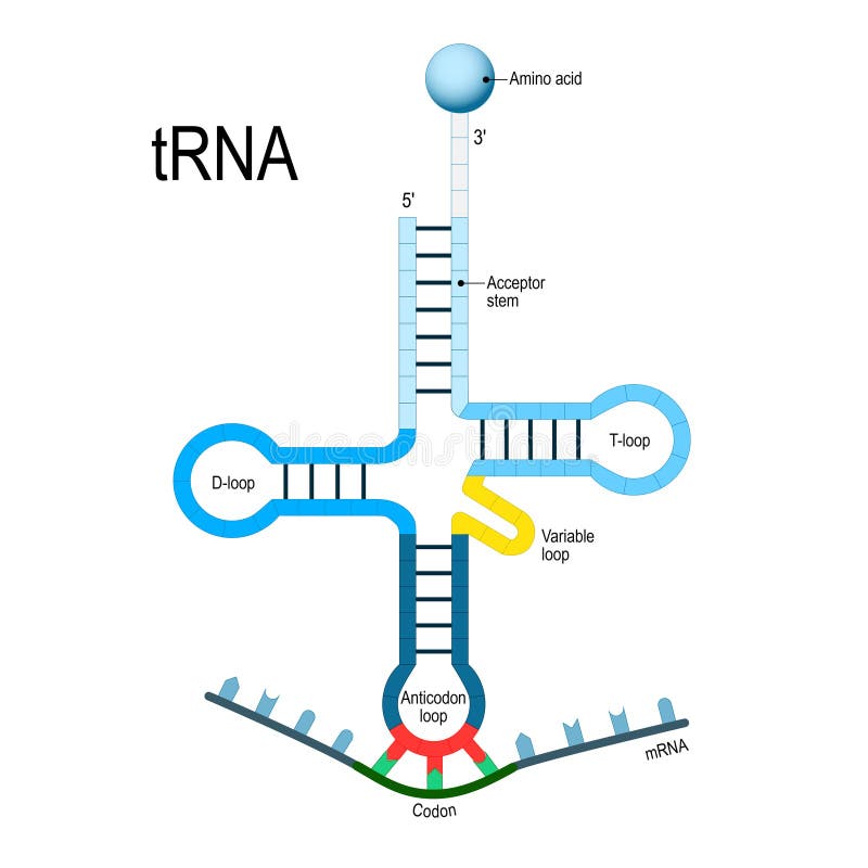 Transfer RNA. genetic code.