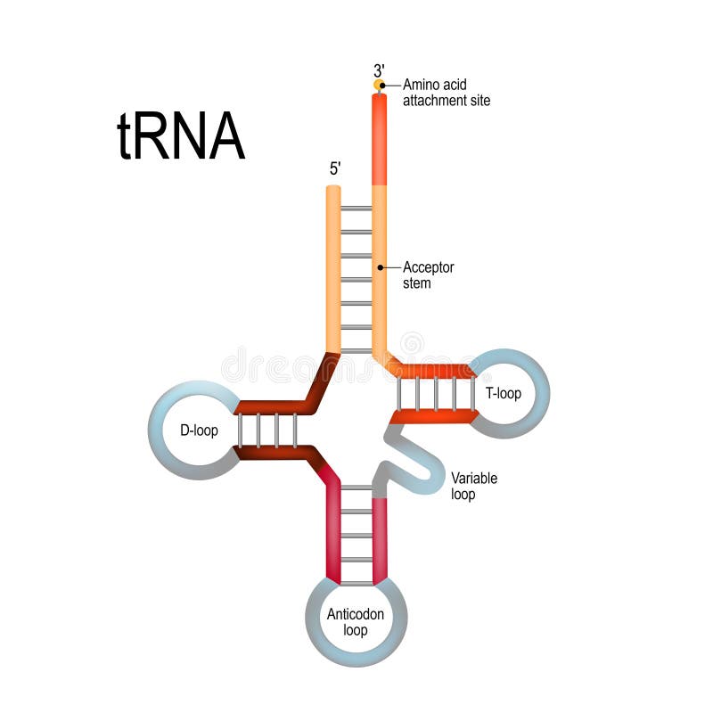 Transfer RNA tRNA stock vector. Illustration of anticodon ...