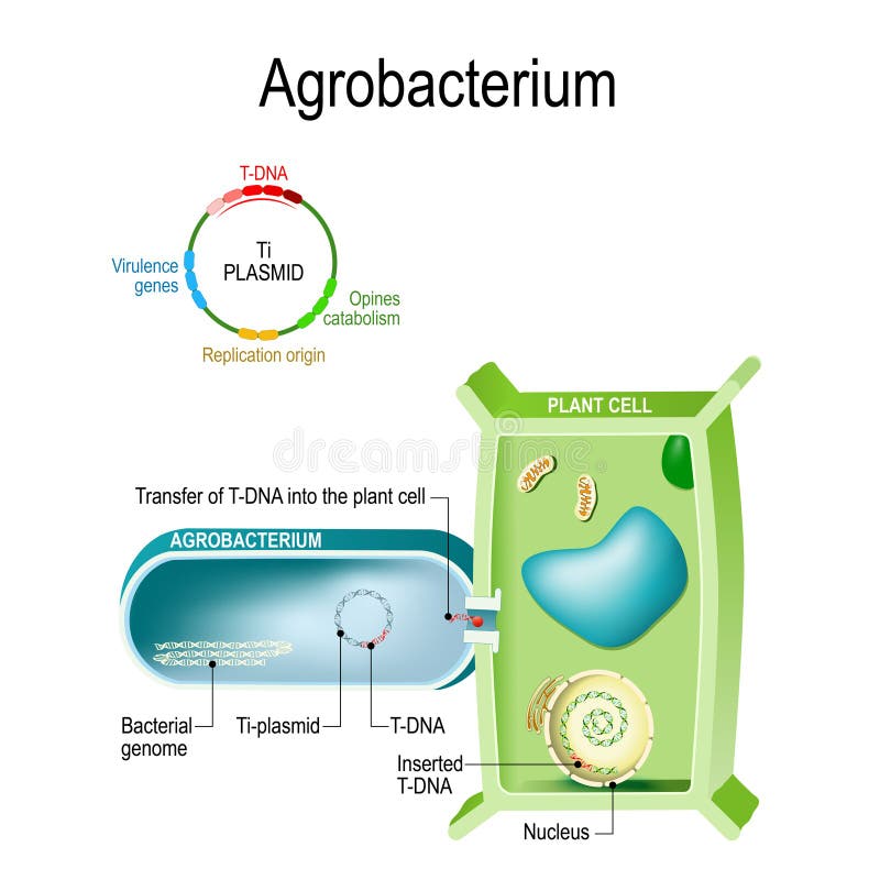 Transfer of T-DNA into plant cell from Agrobacterium. This bacterium is a natural genetic engineer, that can the insertion of a small segment of DNA from a plasmid, into the plant cell. genetic transformation. pathogenic bacterium Agrobacterium is the causative agent of crown gall disease on a plants