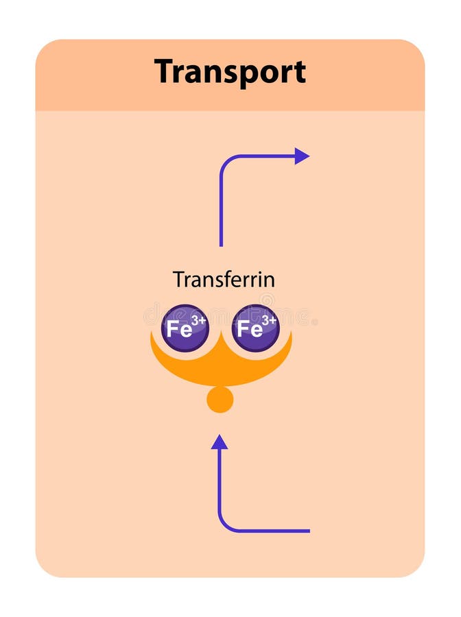 Transferrin, blood plasma glycoprotein that binds and transports iron throughout the body, playing a crucial role in iron