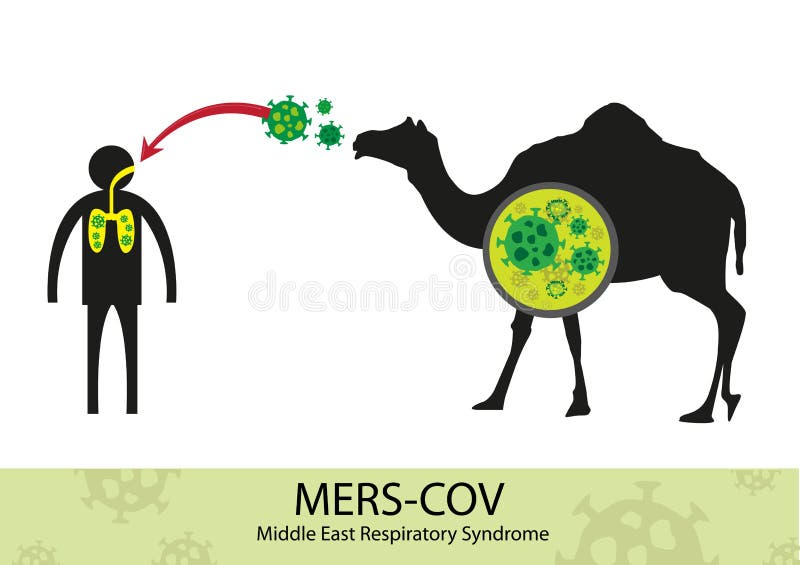 Transferência de Mers Corona Virus do camelo ao ser humano
