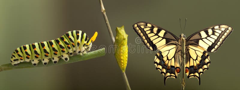 Transformación de la mariposa común del machaon que emerge del capullo