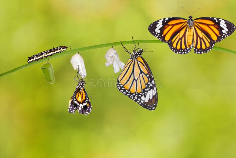 Transformacja pospolity tygrysi motyl wyłania się od kokonu fotografia stock Transformacja pospolity tygrysi motyl wyłania się od kokonu fotografia stock