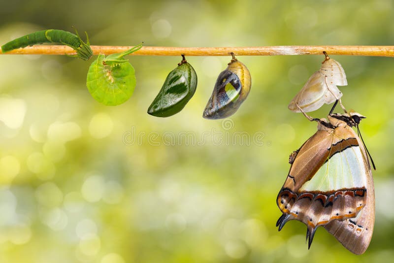 Transformation and life cycle of common nawab butterfly Polyura athamas from caterpillar chrysalis hanging on twig , metamorphosis , growth. Transformation and life cycle of common nawab butterfly Polyura athamas from caterpillar chrysalis hanging on twig , metamorphosis , growth
