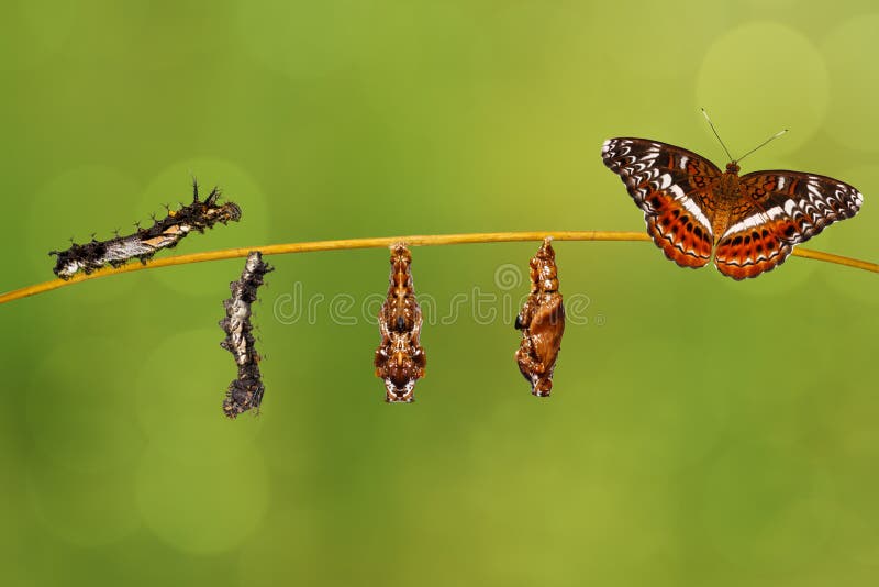 Transformation caterpillar to pupa of commander butterfly resting on twig