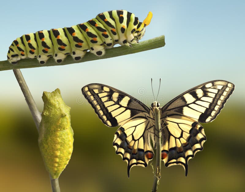 Transformation of Common Machaon Butterfly Emerging from Cocoon Stock