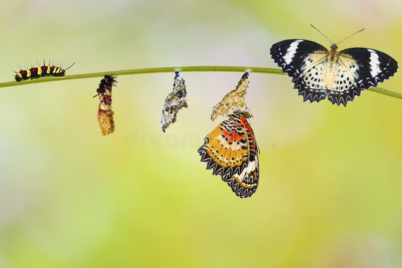 Transformation from caterpillar to caterpillar to chrysalis of Leopard lacewing butterfly Cethosia cyane euanthes molting pupa and chrysalis hanging on twig. Transformation from caterpillar to caterpillar to chrysalis of Leopard lacewing butterfly Cethosia cyane euanthes molting pupa and chrysalis hanging on twig