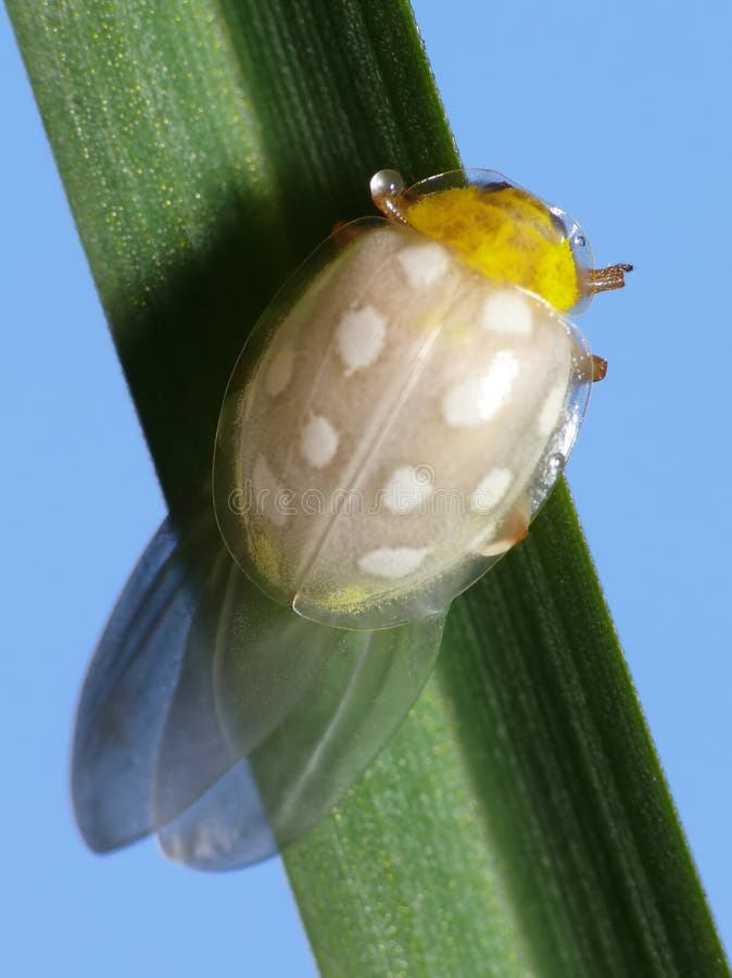 Transformation lady bug